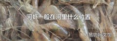 河虾一般在河里什么位置