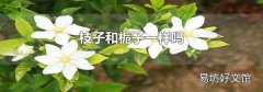 枝子和栀子一样吗