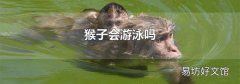 猴子会游泳吗