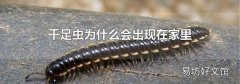 千足虫为什么会出现在家里