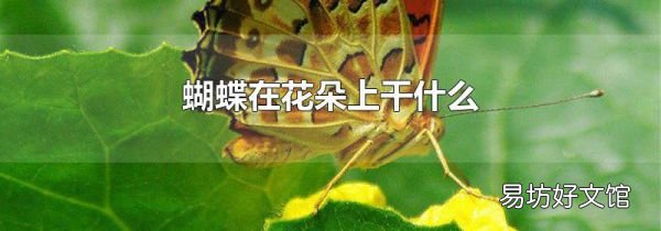 蝴蝶在花朵上干什么