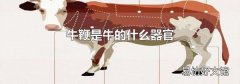 牛鞭是牛的什么器官