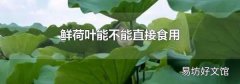 鲜荷叶能不能直接食用