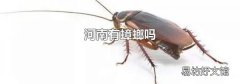 河南有蟑螂吗