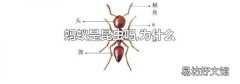 蚂蚁是昆虫吗,为什么