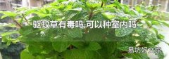 驱蚊草有毒吗,可以种室内吗