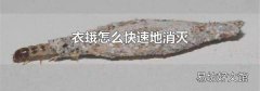 衣蛾怎么快速地消灭