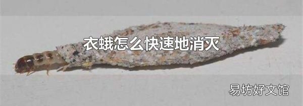 衣蛾怎么快速地消灭