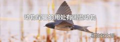 动物尾巴的用处有哪些动物