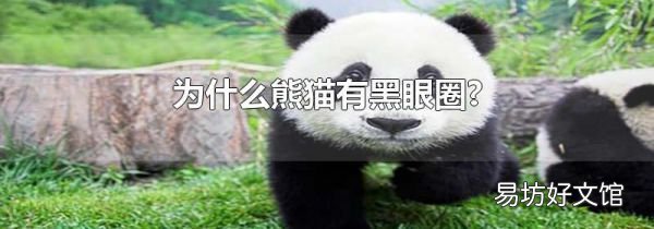 为什么熊猫有黑眼圈?
