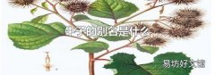 牛子的别名是什么
