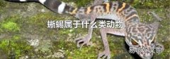蜥蜴属于什么类动物