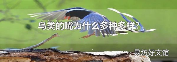 鸟类的嘴为什么多种多样?