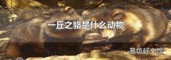 一丘之貉是什么动物