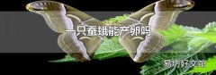 一只蚕蛾能产卵吗