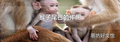 猴子尾巴的作用