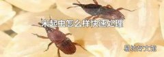 米起虫怎么样快速处理