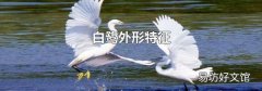 白鹭外形特征