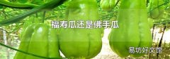福寿瓜还是佛手瓜
