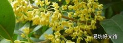 湿桂花可以泡茶吗