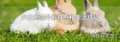 小白兔的外形特点和生活特征