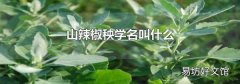 山辣椒秧学名叫什么
