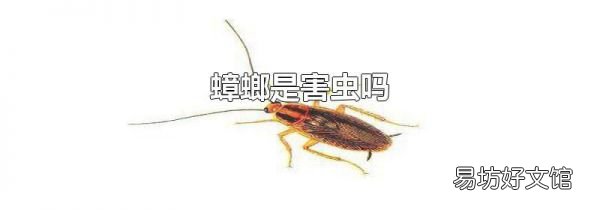 蟑螂是害蟲嗎