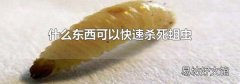 什么东西可以快速杀死蛆虫