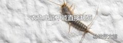 衣鱼虫能不能直接打死