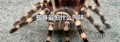 蜘蛛最怕什么气味