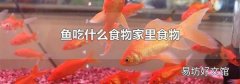 鱼吃什么食物家里食物