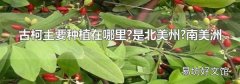 古柯主要种植在哪里?是北美州?南美洲