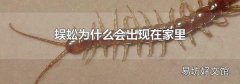 蜈蚣为什么会出现在家里