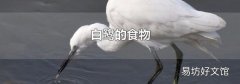 白鹭的食物