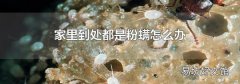 家里到处都是粉螨怎么办