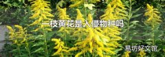 一枝黄花是入侵物种吗