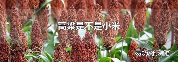 高粱是不是小米