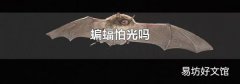 蝙蝠怕光吗