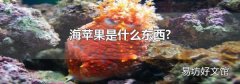 海苹果是什么东西?