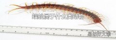 蜈蚣属于什么类动物