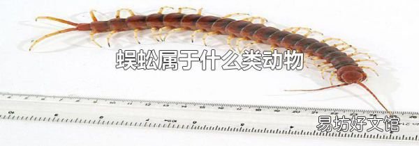 蜈蚣属于什么类动物