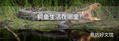 鳄鱼生活在哪里?