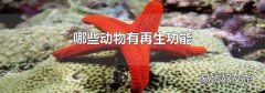 哪些动物有再生功能