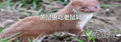 黄鼠狼吃老鼠吗