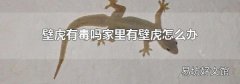 壁虎有毒吗家里有壁虎怎么办