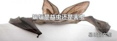 蝙蝠是益虫还是害虫