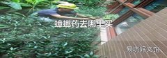蟑螂药去哪里买