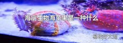 海底生物海苹果是一种什么