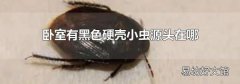 卧室有黑色硬壳小虫源头在哪