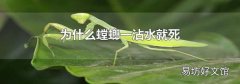 为什么螳螂一沾水就死